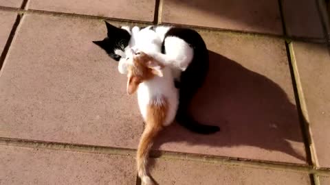 Cat Punishes Kitten For Attacking Him