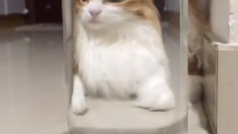Funny Cat videos 🤣🤣🤣
