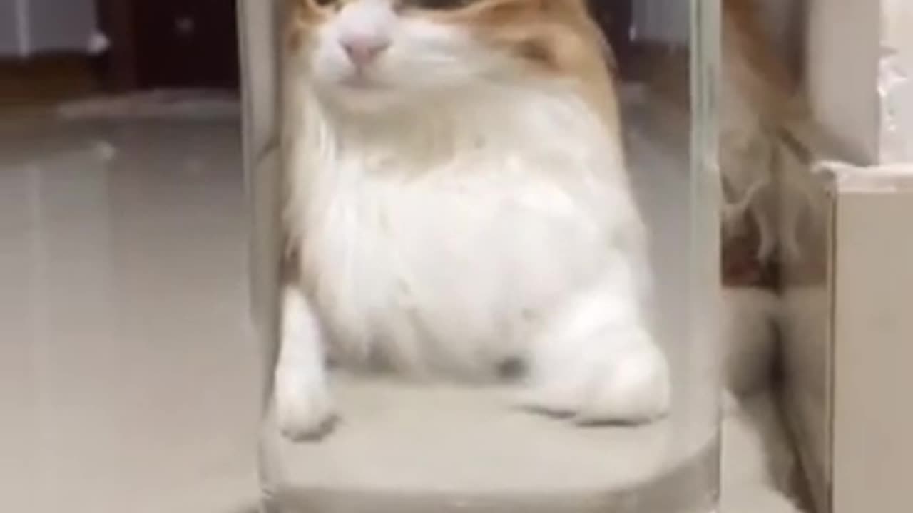 Funny Cat videos 🤣🤣🤣