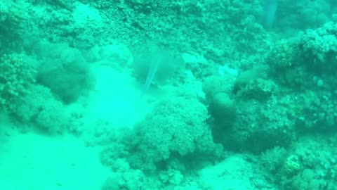 Look how graceful this stingray glides in the water - no sound