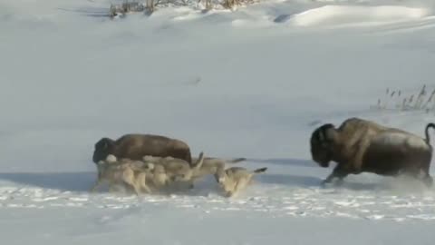 Bison throws the young member of its herd to the wolves to escape