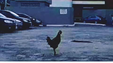 Bravest chicken
