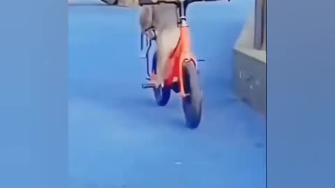 Funny animal videos 2024