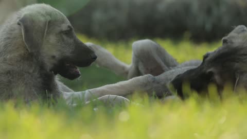 Joyful Dogs Playing: Heartwarming Moments of Canine Playfulness