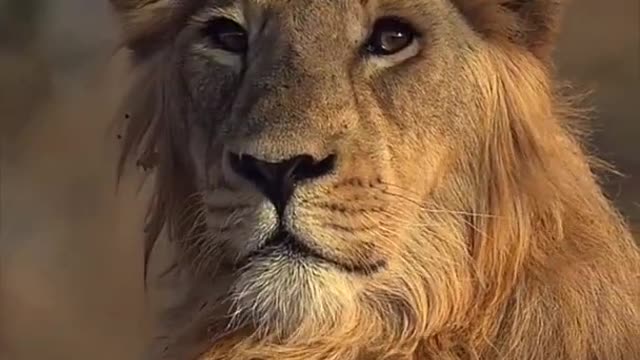 Lion 🦁🦁