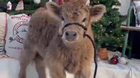 very beautiful little deer