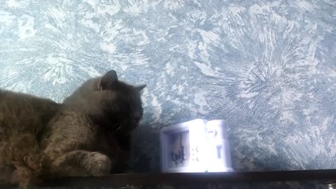 A cat also needs an alarm clock to get up on time.