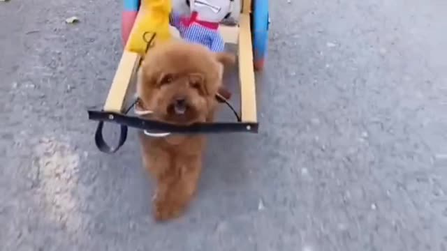 Super smart and cute. Teddy dog