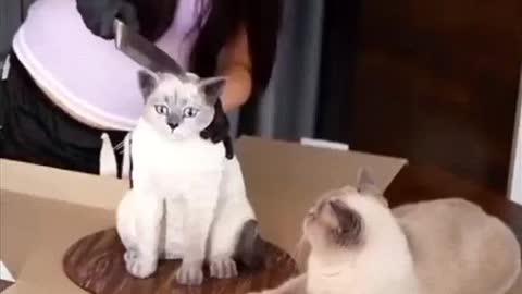 Funny cat