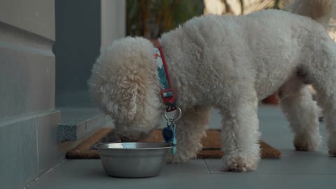 SEE HOW THIS AMAZING FUNNY DOG IS EATING FOOD FROM THE BOWL