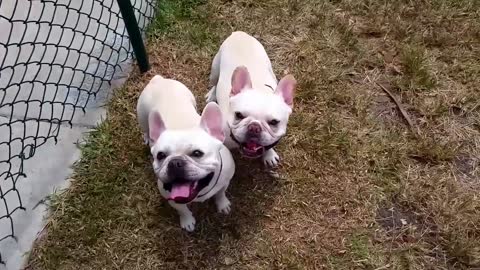 French Bulldogs Chasing Balloons