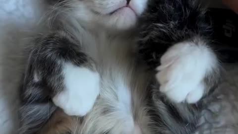 ASMR cat