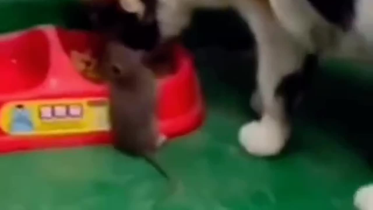 Not eaten, The rats are even fed with the cat | FUNNY CAT VIDEOS | TRY NOT LAUGH