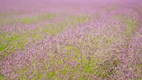 Professional wild life nature |Relaxing Videos