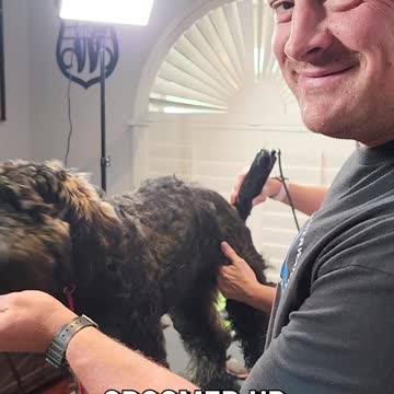 From Muppet to Show Dog!