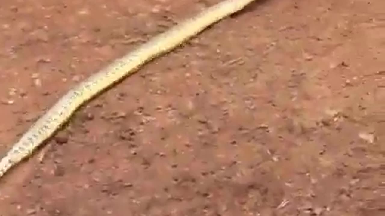 A LONG SNAKE TRYING EAT A COW