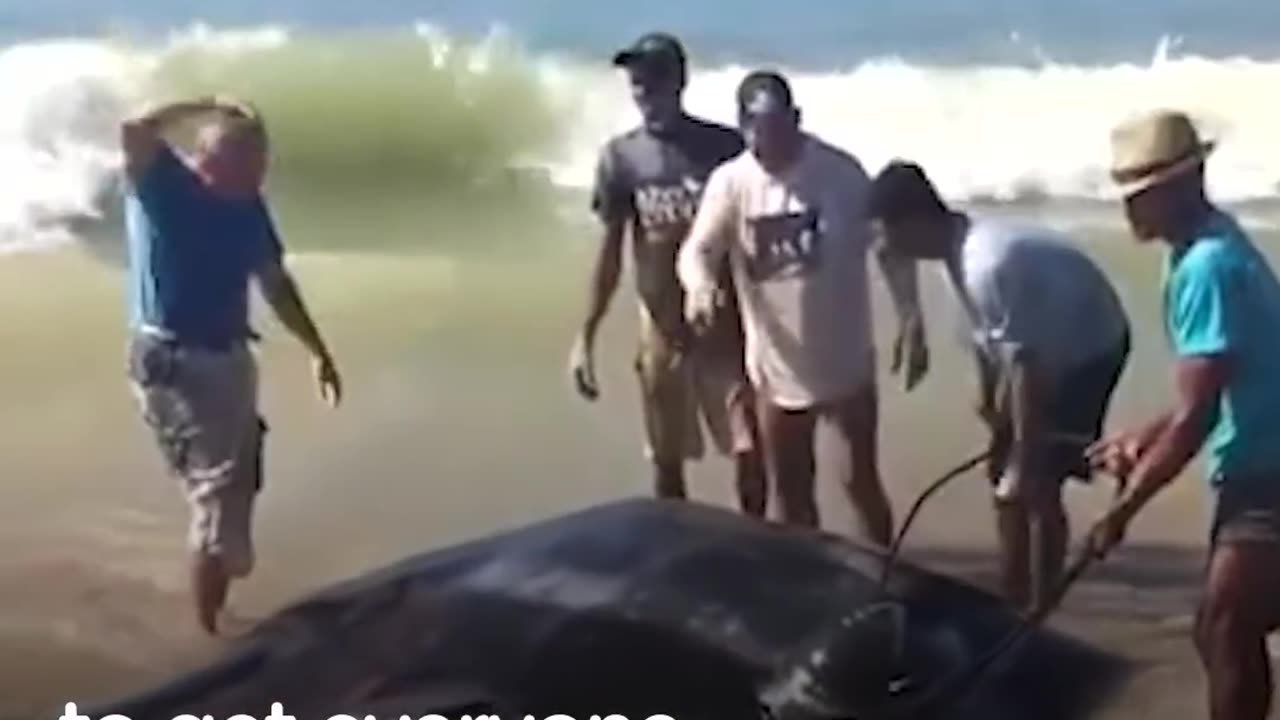 People Rescue Giant Manta Ray From Fishing Net | The Dodo