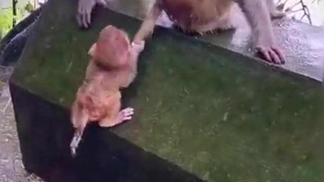 Best Funny Animal Videos