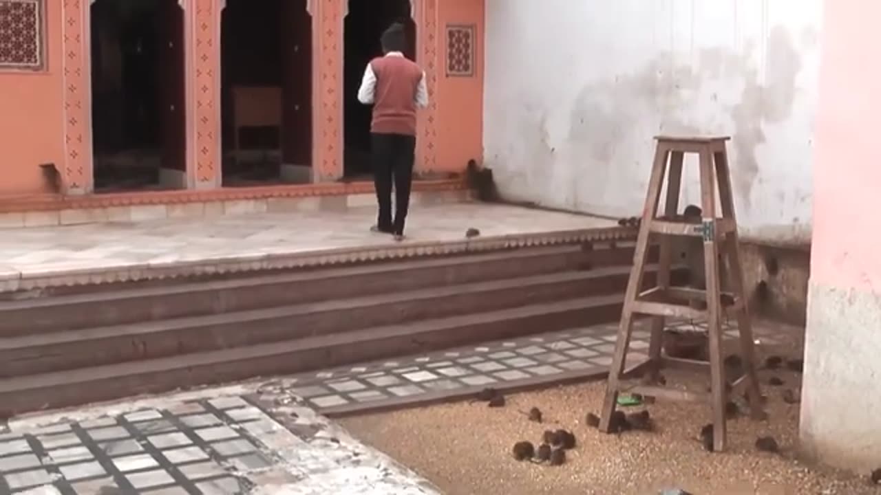 "The Rat Temple ! Karni Mata temple🙏Bikaner , Rajasthan" #karnimata #trending #viralvideo