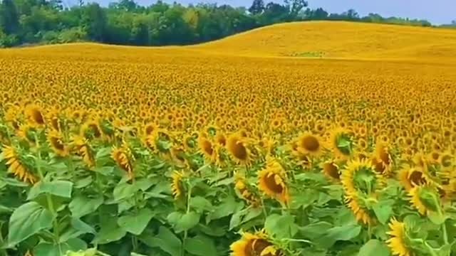 Sunflowers move with the sun every day