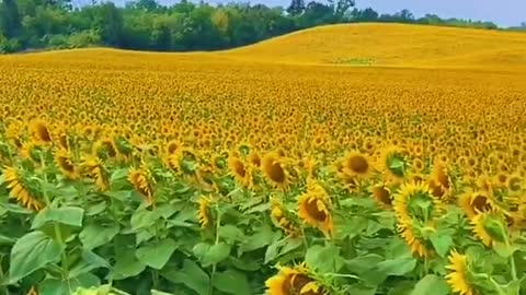 Sunflowers move with the sun every day