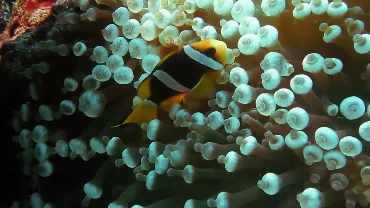 INDAH DAN BEGITU MENAKJUBKAN | VIDEO KEHIDUPAN BAWAH DI LAUT