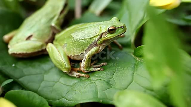 Tree frog