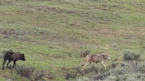 Seeing the descendants of wolf 540F who inspired my life working with wildlife.