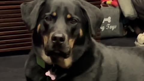 they are dangerous dogs ||and it looks awful