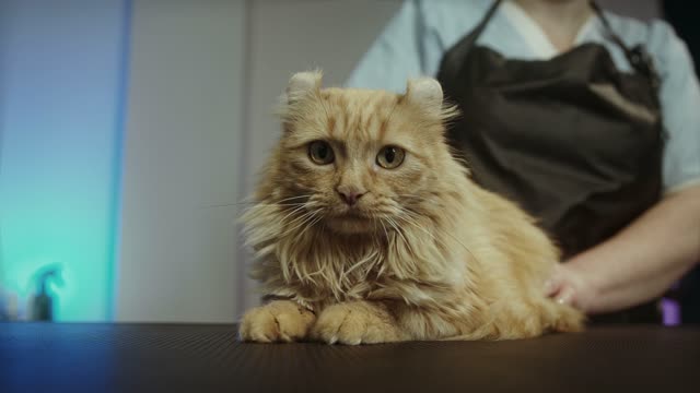 Cat cute