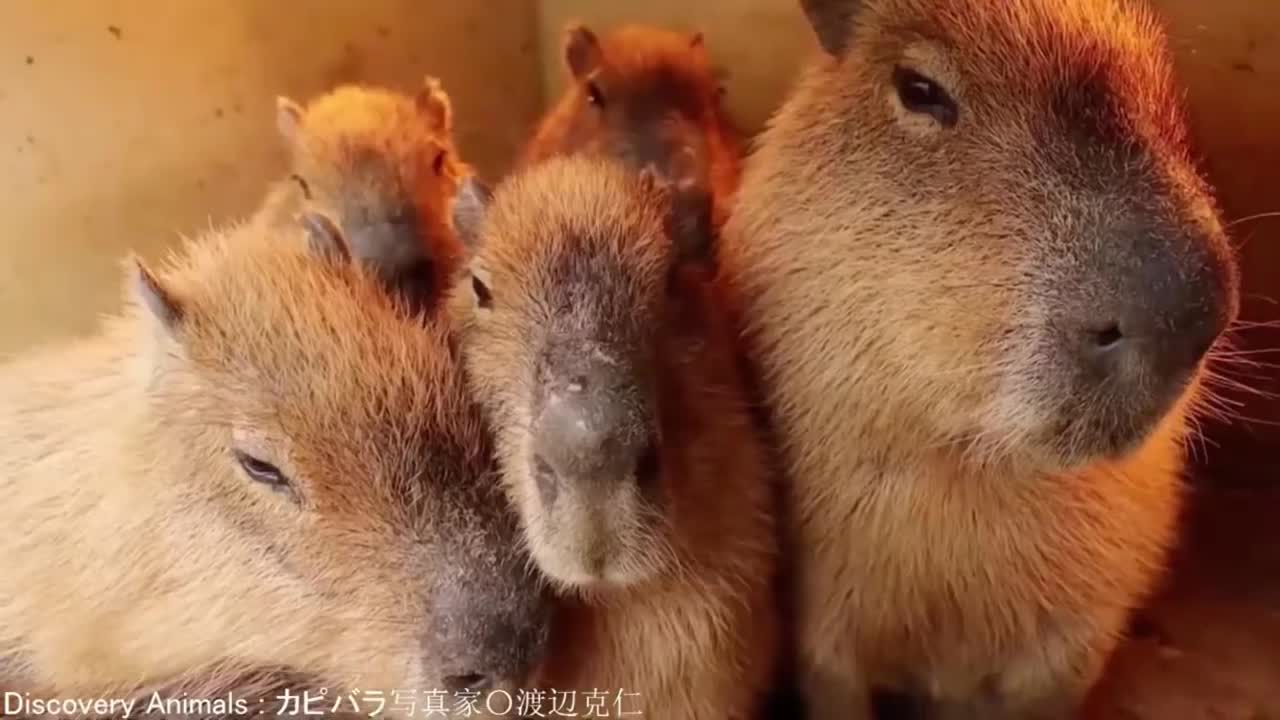 ok i pull up (capybara)