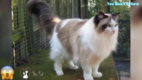 100 Most Beautiful Cats In The World