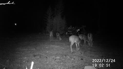12/24/22 DEER GROUP 3