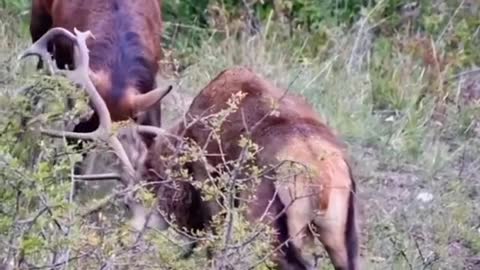 Red deer