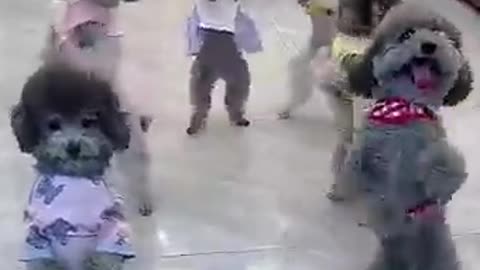 cute dogs dancing