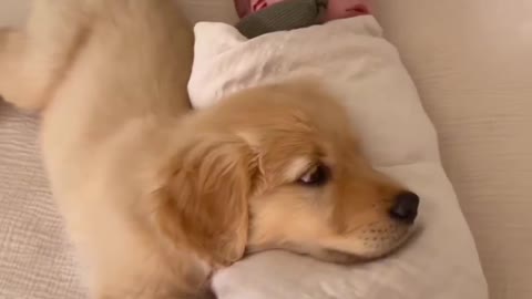 love between puppy and baby👶🐶😍
