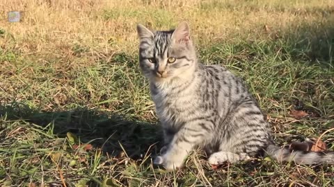 Cat Talk 🐈😺