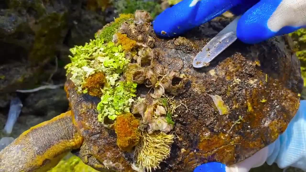 Cute sea turtle desperate searching for help becoz can't remove the parasite barnacles by herself