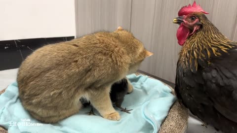 The hen was surprised! Kitten knows how to take care of chicks
