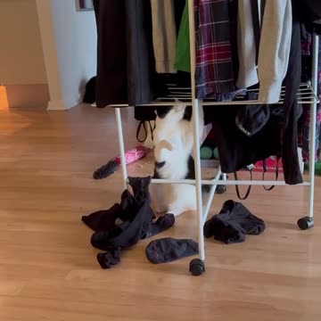 I think these are dry, mom! 😹🧦