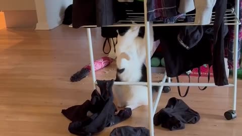 I think these are dry, mom! 😹🧦