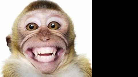Macaquinho revoltado com as fofocas 5 Vídeos engraçados memes #macaco #macaquinho #madlipz #voz