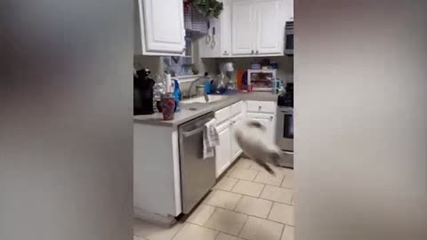 Funniest Cats Videos That Will Make You Laugh Funny Animal Videos 2023 Part 31😼😹🐕