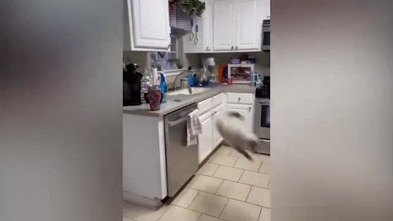 Funniest Cats Videos That Will Make You Laugh Funny Animal Videos 2023 Part 31πΌπΉπ