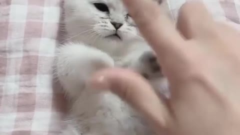 Funny Cats and Cute Kittens Playing Compilation for laugh !