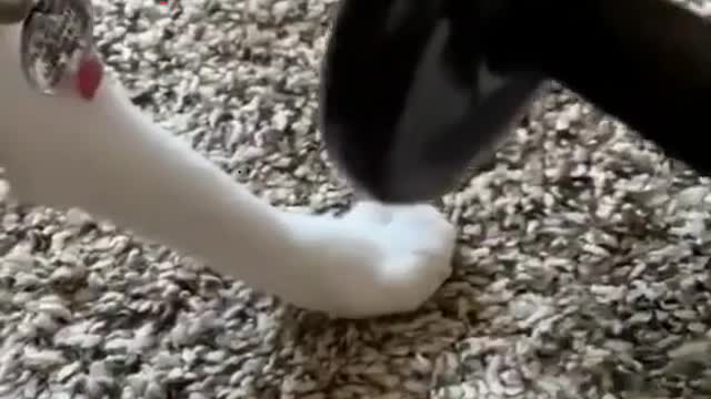 Funny cute little cat