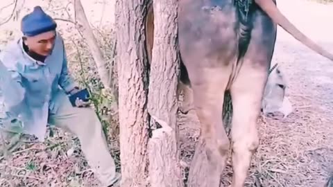 rescue cows stuck to branches