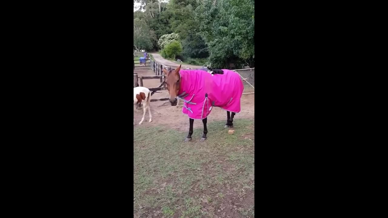 Best Funniest Animals Videos 😅 - Funny Dogs And Cats Videos 2024