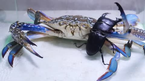 Black Titan Bug and Giant Crab - Attack of Titan-3