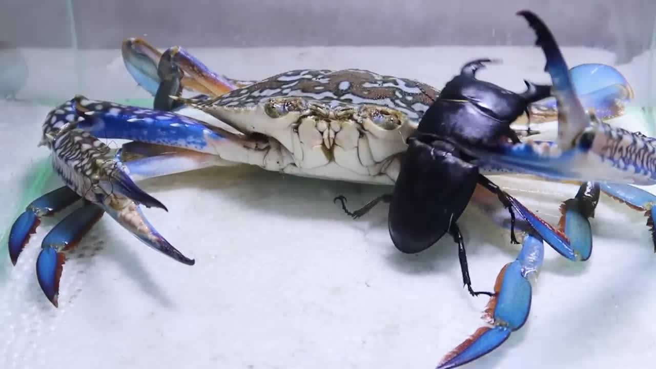 Black Titan Bug and Giant Crab - Attack of Titan-3